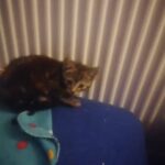 Kittens-DOB-4th&6th Nov 2022 in Manchester