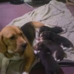 All Adopted Now - Beagle Puppies in London