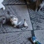 Lovely and playful BSH kittens in Huntingdonshire