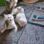 Playful BSH bicolour and blue for sale in Huntingdonshire