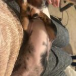Miniature Dapple Dachshund in London