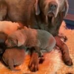 Labrador Pups in Birmingham