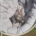 Quality French Bulldog Stud in Wychavon