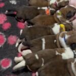 Exceptional Litter Of Saint Bernard in Warrington