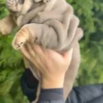 Lilac Tri English Bulldog in Telford and Wrekin