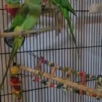 Alexandrine Female parrot in Birmingham