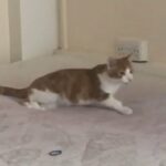 Ginger And White Kitten in London