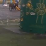 Female  Staffy Named Lucky in London