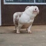 American Bully Female Pocket Merle in Luton