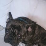 French bulldog in Telford and Wrekin