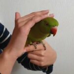 tame ringneck parrot in Bristol