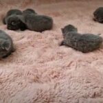 GCCF Registered Full Pedigree Russian Blue kittens in Blaenau Gwent