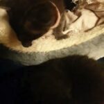 Bengal Kittens in Eastbourne