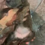 Female Bandogge Cross Puppies in London
