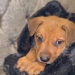 Bandogge Puppy’s in London