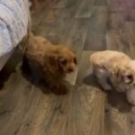 Cavapoos in London