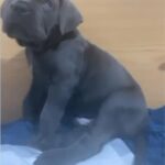 Cane Corso Puppies -  Ready To Leave Now in Exeter