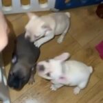 3 Male French Bulldogs in Liverpool