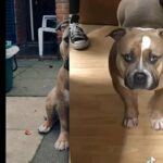 Open For Stud American Pocket Bully in St Albans