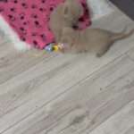 Registered British Shorthair Kittens lilac in Cheshire East