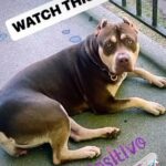 XL AMERICAN BULLY PUPPIES AVAILABLE in Norwich