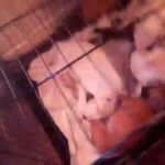 Staffy x American XL Bull Dog Puppies in South Hams