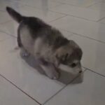 alaskan malamute puppies in Blackburn with Darwen