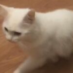 Persian Adult Cat And FREE Ginger And White Kitten Needed To Go URGENTLY in London