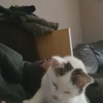 female kitten in North Hertfordshire