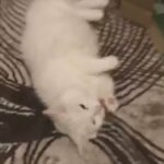 Need To Rehome Persian Adult Cat For Free in London