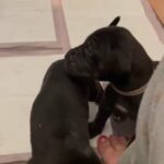 GREAT DANE PUPPIES READY TO GO in London