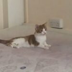 Re-homing An GINGER And White KITTEN For FREE in London