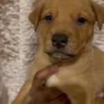 Mastiff Puppies in London