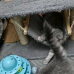 Last female Pedigree British shorthaired kitten in Denbighshire