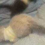 I Have 2 Amazing Kittens Left in London