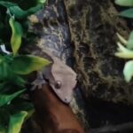 Crested Gecko in North Ayrshire