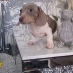 kc minature piebald dachshunds pups in Blackburn