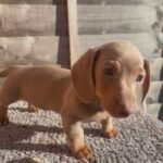 Stunning Isabella And Tan Miniature Dachshund Puppy in London
