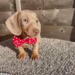 Isabella And Tan Miniature Dachshund Puppy in London