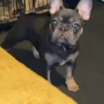 French Bulldog in Wolverhampton