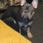 French Bulldog in Wolverhampton