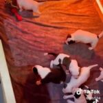 American Bull Dog X Staff in London