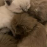 Stunning Rare Sephia Mink Cinnamon Ragdoll Kittens in Kirklees
