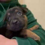 Pedigree German Shepherd Puppies in London