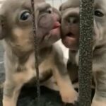 2 happy and healthy female KC registered French bulldogs puppies. in Braintree