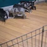 puppy for sale 3boys 2 girls 1 girl sold in Birmingham