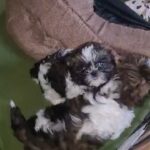 Shih Tzu Puppies Looking for forever home in Leicester
