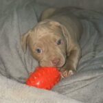 American Bully in Burnley