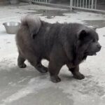 Blue Smooth Coat Chow Chow ***STUD*** in London