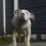 Pied Chocolate Tri Merle, Full Bossy Kennels Pedigree in Manchester